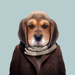 alzhidkov avatar