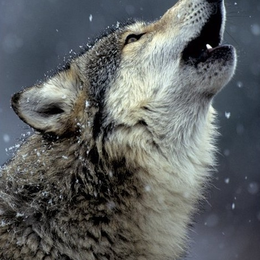 whimsicalwolf avatar