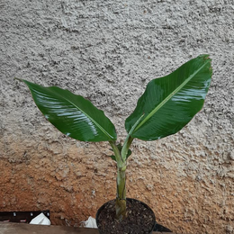 bolanglanang879 avatar