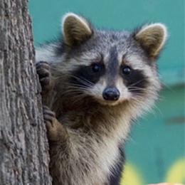 PavelSkrytski avatar