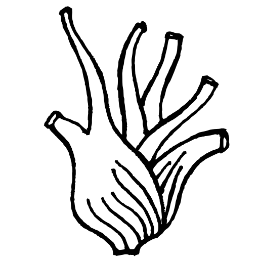 fennel icon